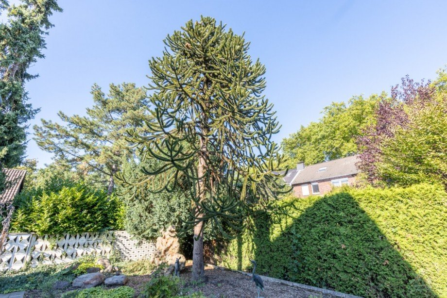 Garten Einfamilienhaus Oberhausen